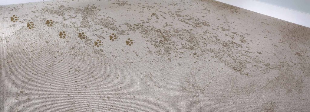 Carpet Cleaning Dirty Pet Damage Carpet Cleaning Dirty Pet Damage